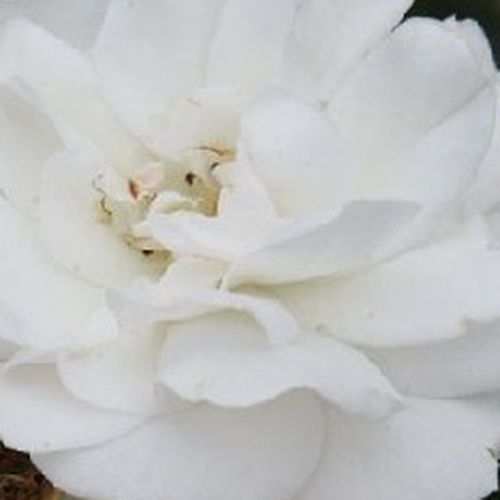 Rosier plantation - Rosa Sümeg - rose - rosiers floribunda - non parfumé - Márk Gergely - -